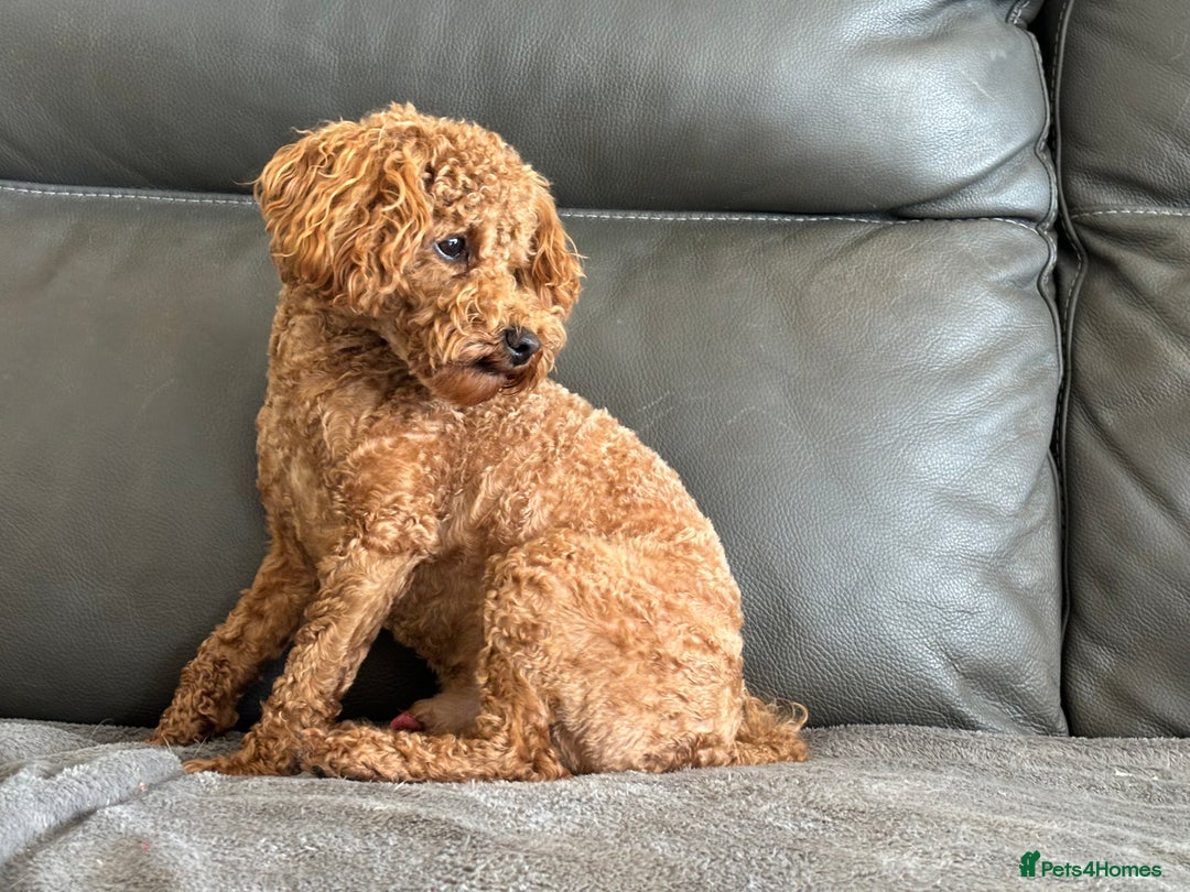 Toy Poodle dogs for sale: KC Toy Poodle Boy - Image 20