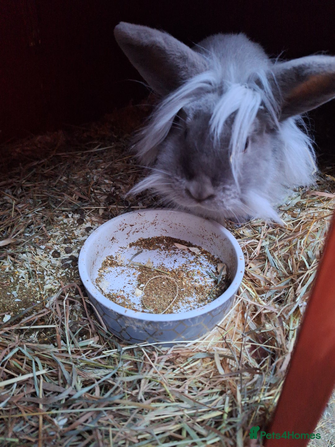 Lionhead rabbits for sale: Gorgeous little lionhead girl - Advert 6