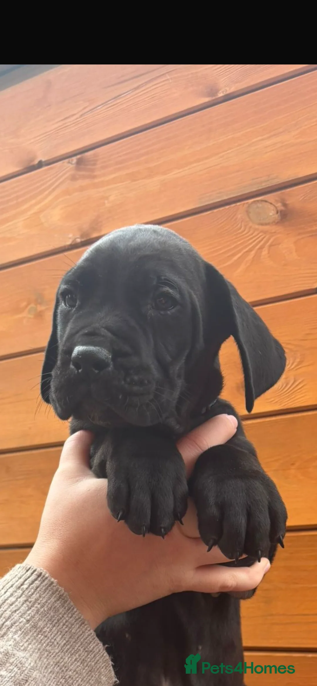 Presa Canario dogs for sale: Presa Canario puppies REDUCED  - Advert 28