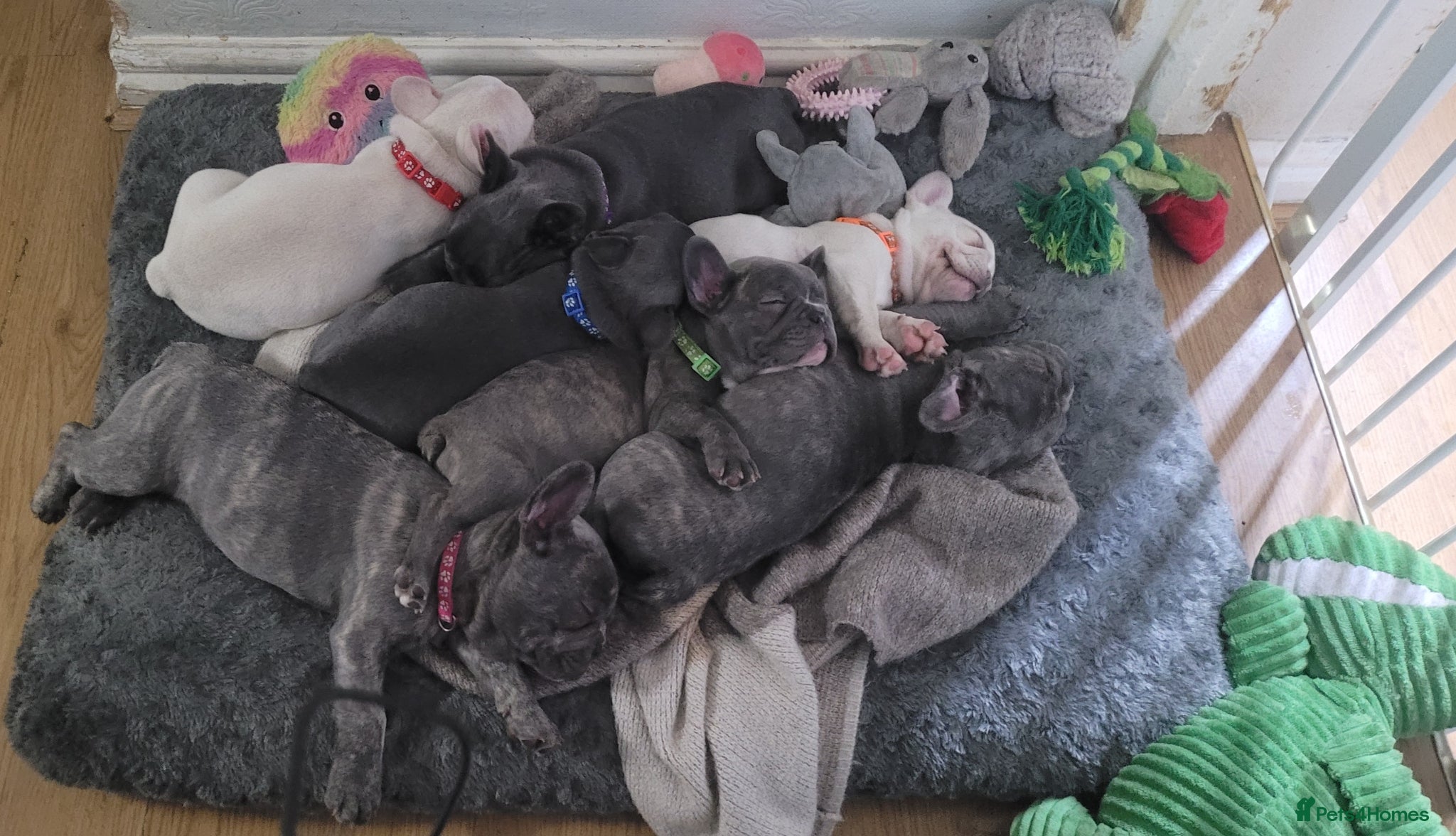 French Bulldog dogs Frenchie babies looking for their forever homes - Advert 1