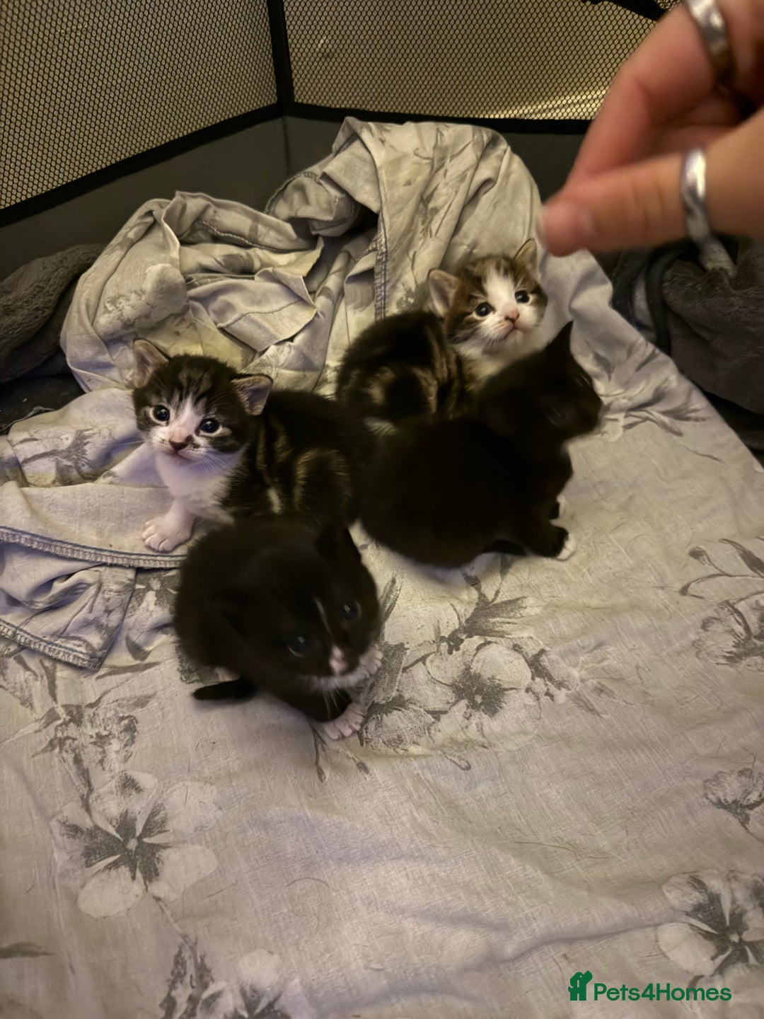 Mixed Breed cats for sale: 4 Lovely Kittens - Advert 12