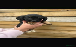 Cockapoo dogs for sale: COCKAPOO PUPPIES  - Advert 13