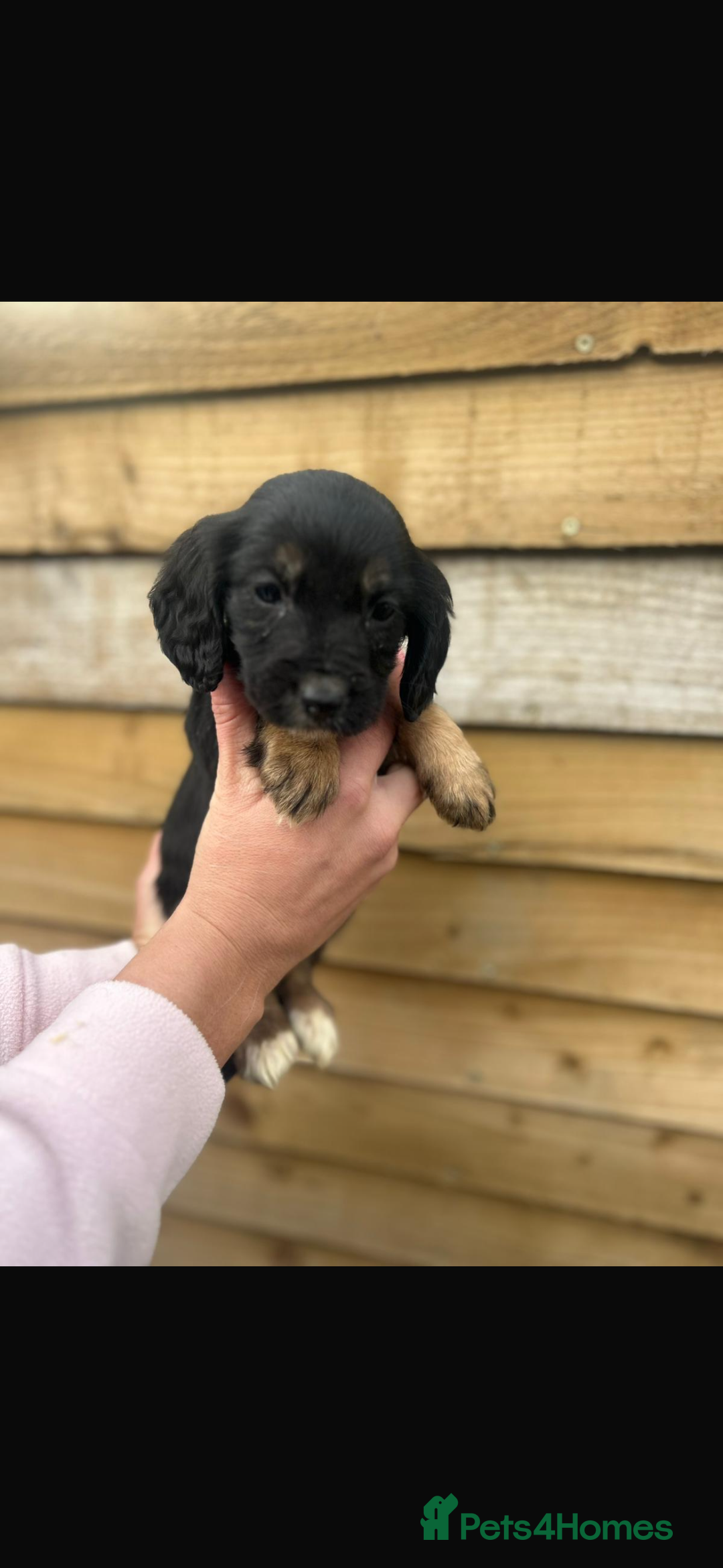 Cockapoo dogs for sale: COCKAPOO PUPPIES  - Advert 13