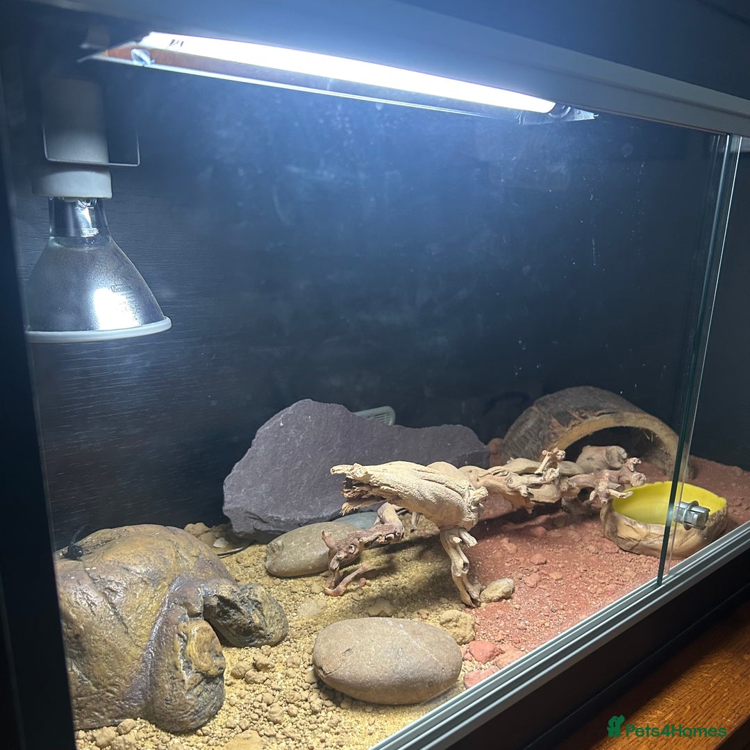 Leopard Gecko reptiles for sale: Setup + Super Hypo Carrot Tail Baldy Leopard Gecko - Advert 3