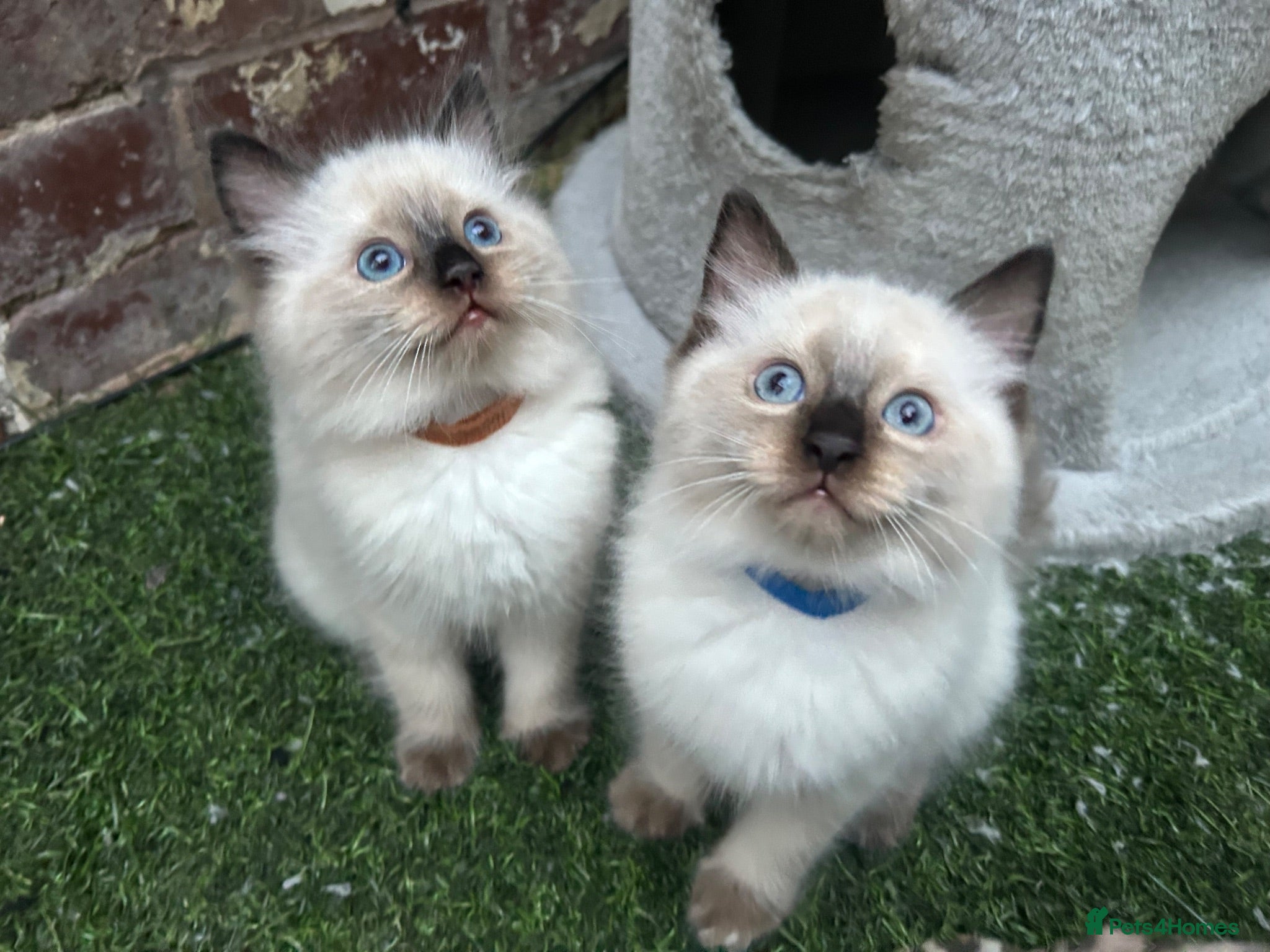 Ragdoll cats 🐾 Pure Ragdoll Kittens 🐾 - Advert 1