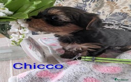 Yorkshire Terrier dogs for sale: Stunning yorkshire terriers for sale - Image 7