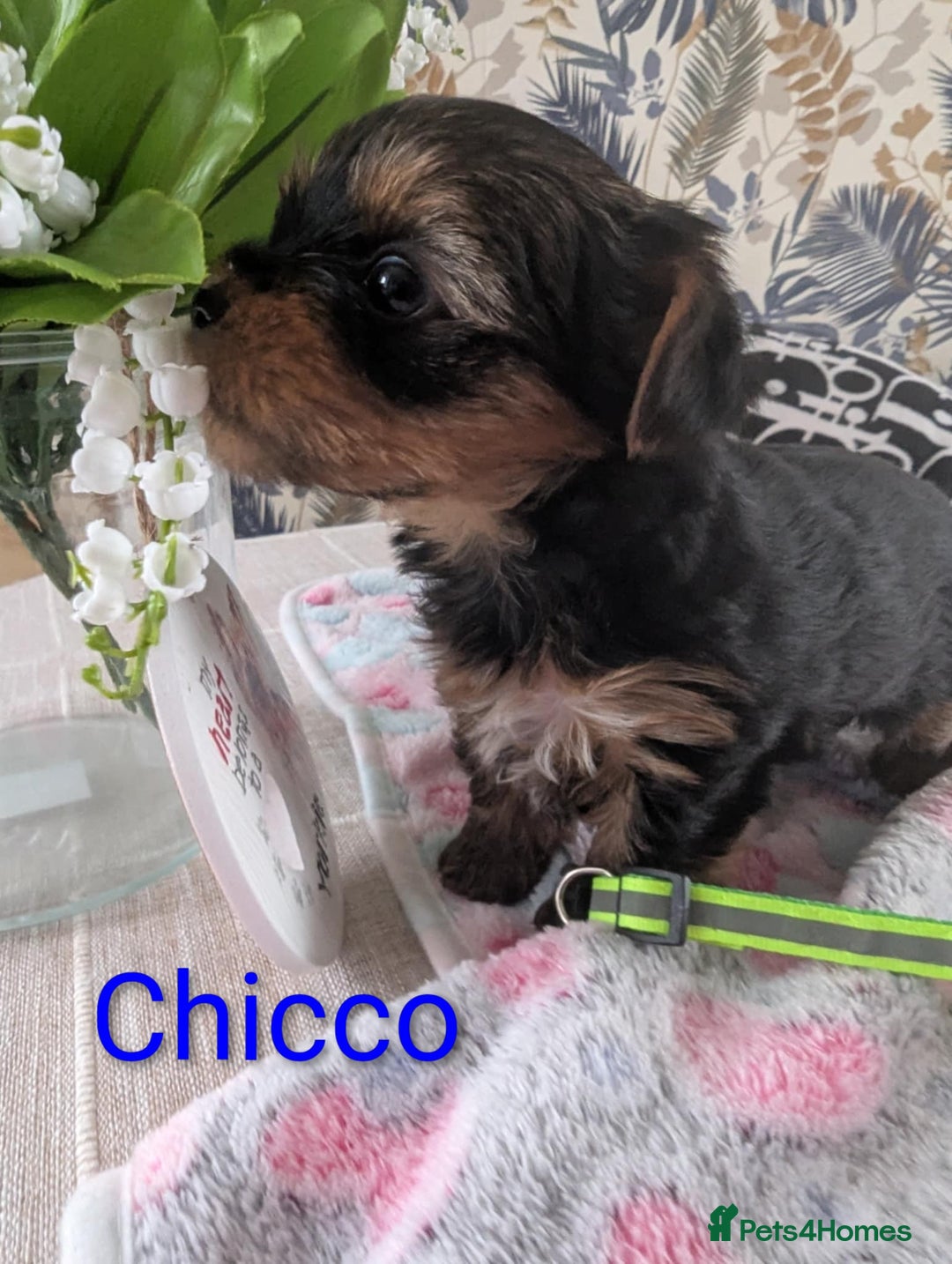 Yorkshire Terrier dogs for sale: Stunning yorkshire terriers for sale - Image 7
