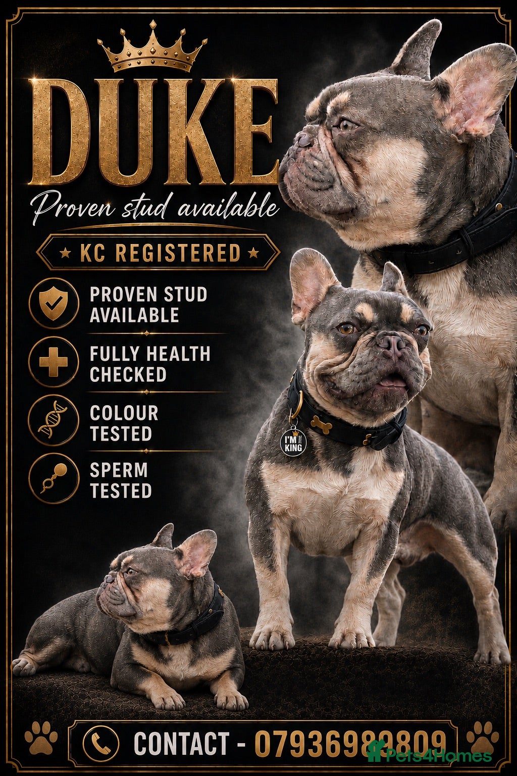 French Bulldog dogs STUD Available  - Advert 16