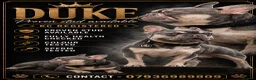 French Bulldog dogs for stud: STUD Available  - Advert 1