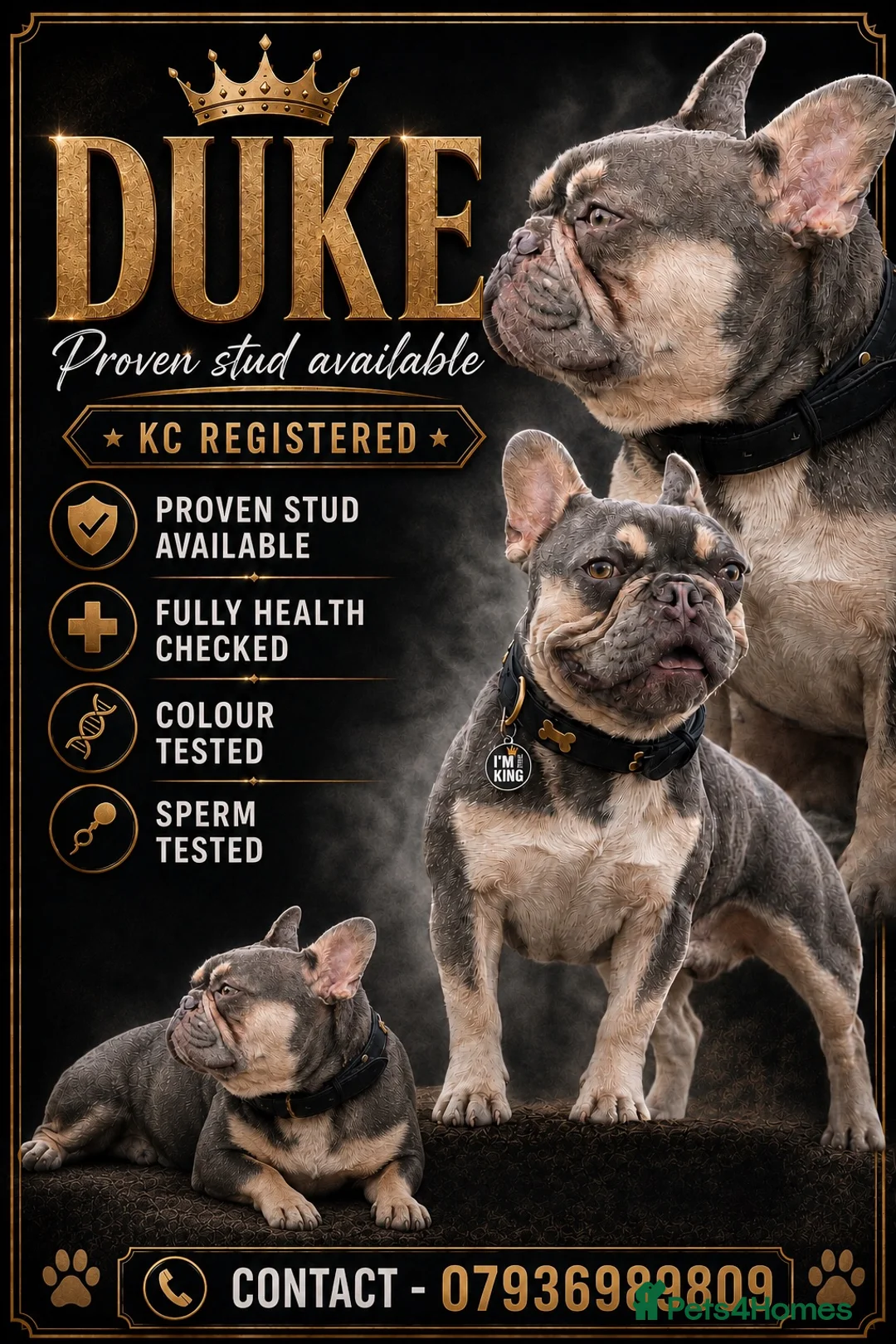 French Bulldog dogs for stud: STUD Available  - Advert 1