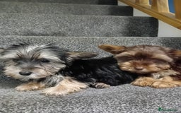 Biewer Terrier dogs for sale: Last 3 Stunning Biewer Terrier puppies - Image 2