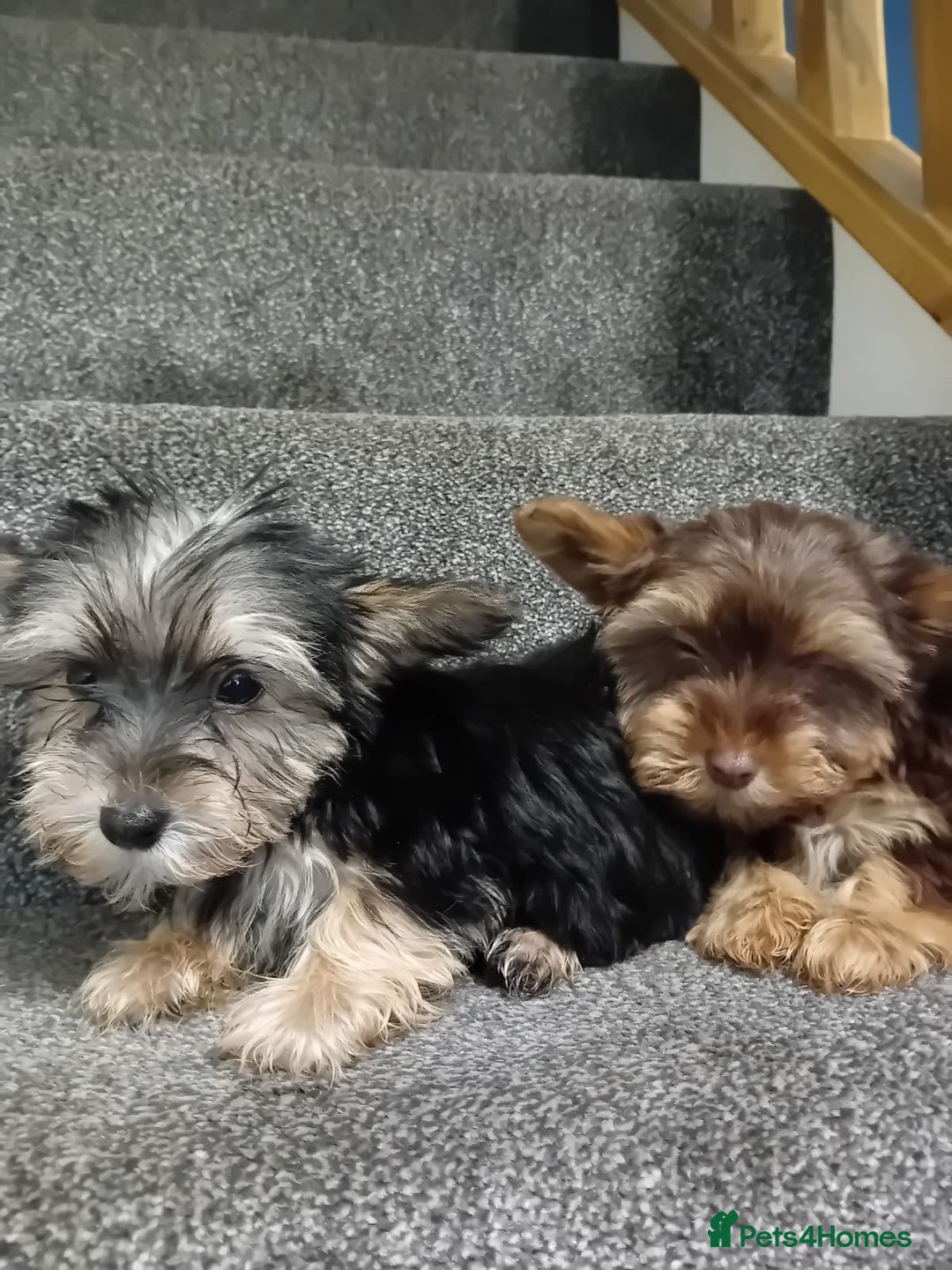 Biewer Terrier dogs for sale: Last 3 Stunning Biewer Terrier puppies - Image 2
