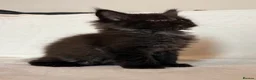 Maine Coon cats for sale: READY NOW 🐾 STUNNING GCCF MAINE COON KITTENS 🐾 - Advert 18