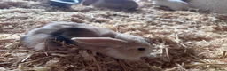 Mini Lop rabbits for sale: 5 beautiful bunnies for sale  - Advert 15