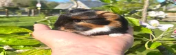 Guinea Pig rodents for sale: Guinea Pig Looking for their forever homes  - Advert 25