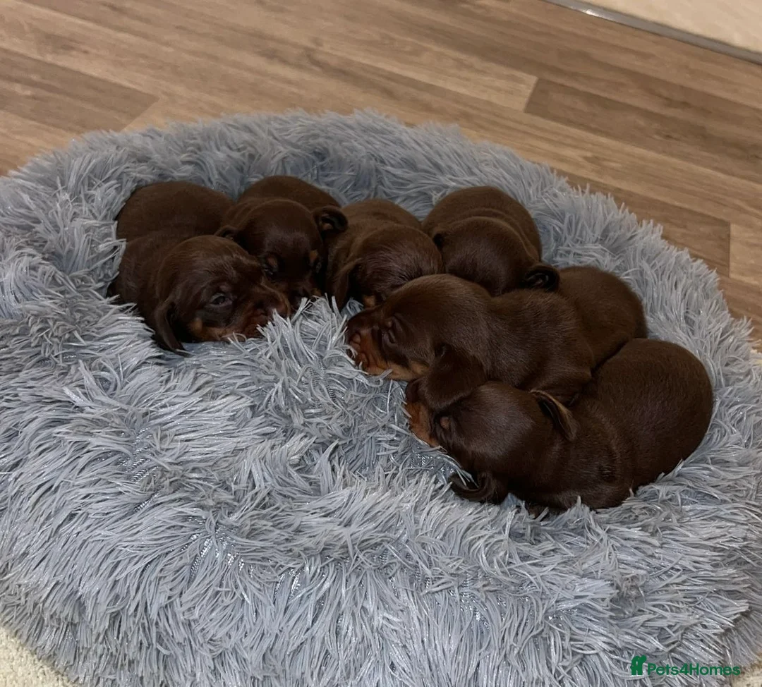 Miniature Dachshund dogs for sale: Stunning minature dachshund litter  in Maidstone - Advert 2