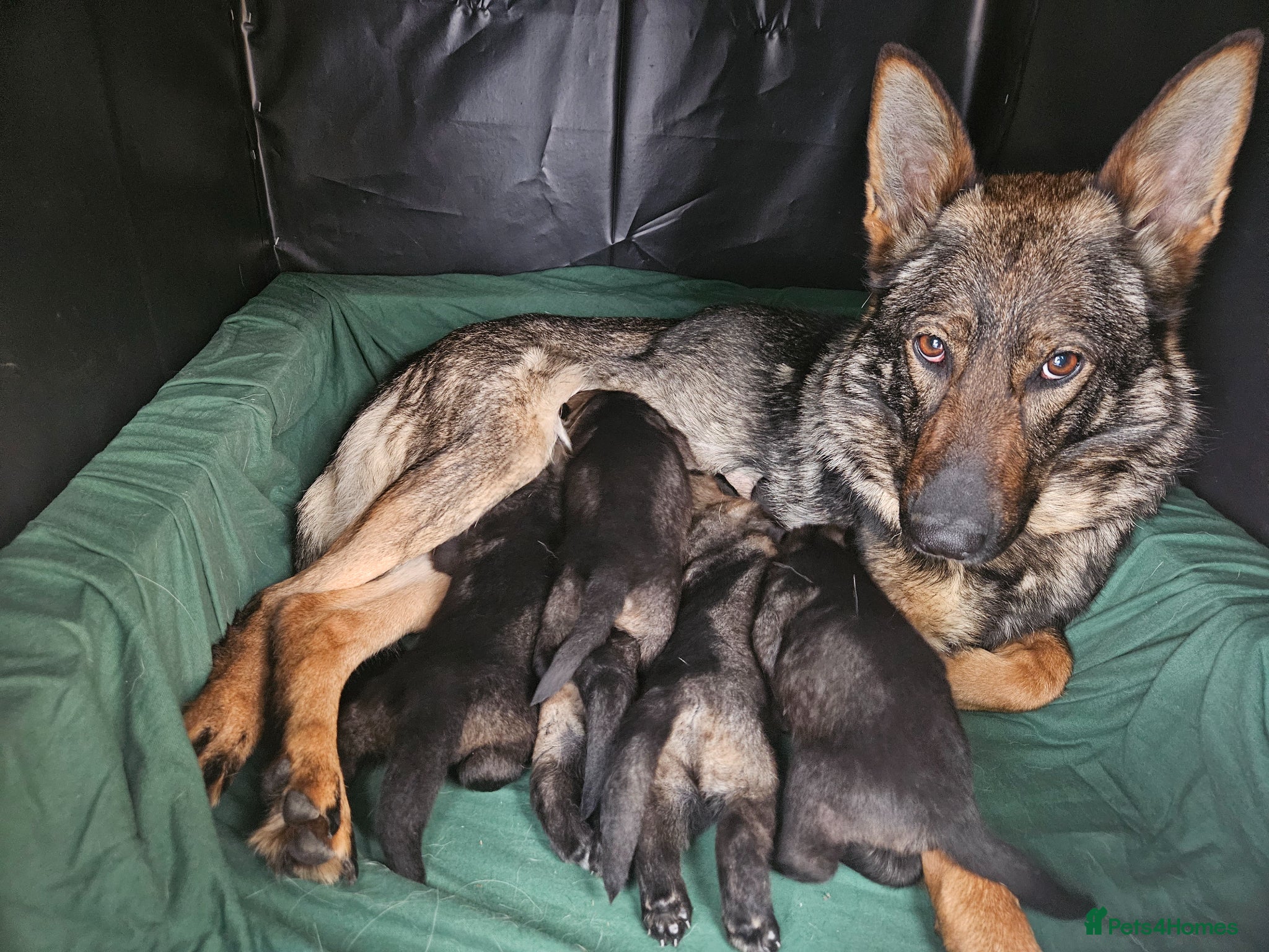 German Shepherd dogs for sale: Outstanding Pedigree German Shepherd Puppies - Advert 1
