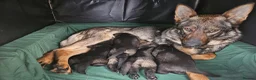 German Shepherd dogs for sale: Outstanding Pedigree German Shepherd Puppies - Advert 1
