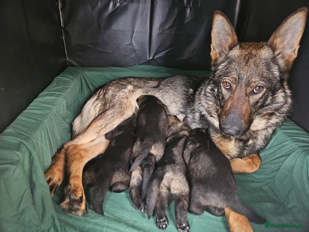 German Shepherd dogs for sale: Outstanding Pedigree German Shepherd Puppies - Advert 1
