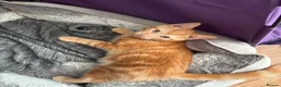 British Shorthair cats for sale: Last Ginger Boy, AVAILABLE NOW!  - Advert 3