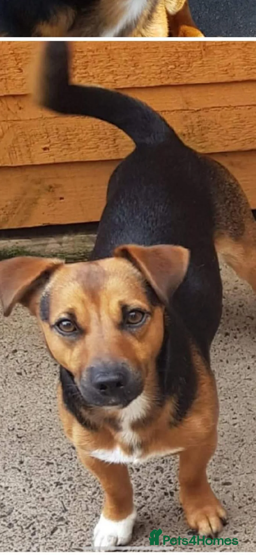 Jack Russell dogs for sale: Pure jack russell pup  in Stockton-on-Tees - Advert 5