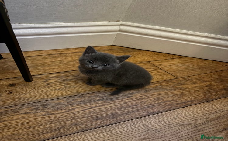 Mixed Breed cats - Advert 7