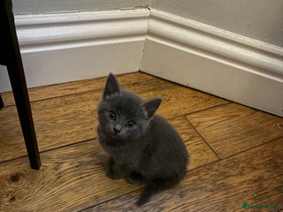 Mixed Breed cats for sale - Advert 1
