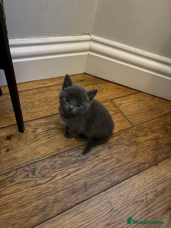 Mixed Breed cats - Advert 7