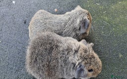 Guinea Pig rodents for sale: Male guinea pigs - Image 18