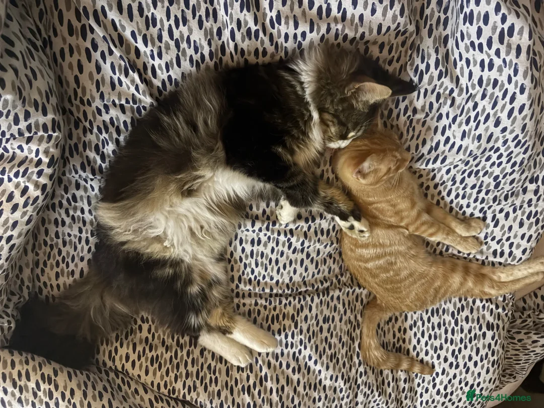 Mixed Breed cats for sale: Expecting- Ginger girl & a full Mainecoon girl - Advert 1