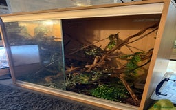 Python Snake reptiles for sale: CB23 Female Morelia Bredli - Image 4