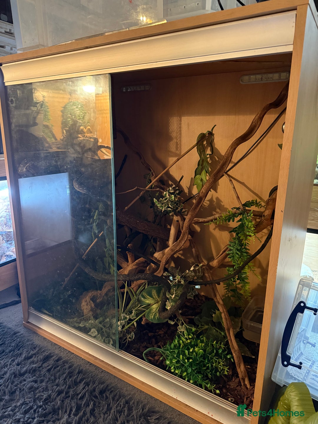 Python Snake reptiles for sale: CB23 Female Morelia Bredli - Image 4