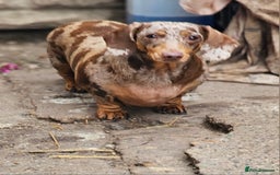 Miniature Dachshund dogs for sale: Proper miniature dachshunds  - Image 10