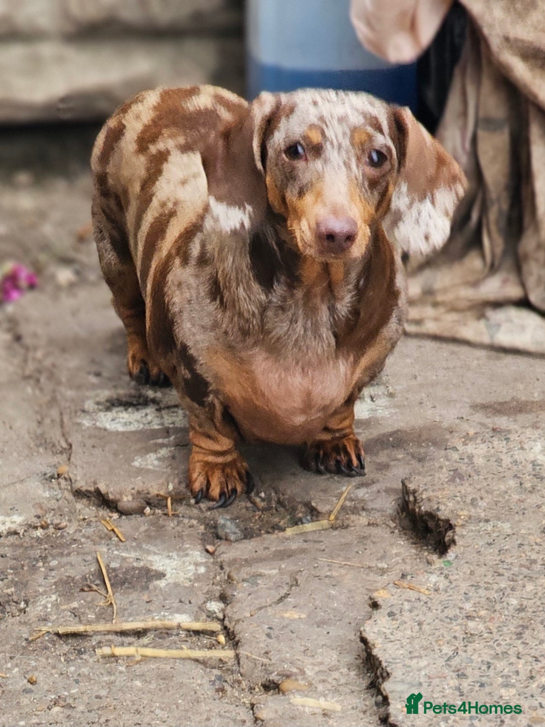Miniature Dachshund dogs for sale: Proper miniature dachshunds  - Image 10