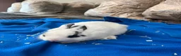 Mixed Breed rabbits for sale: Rabbits for sale  - Advert 4