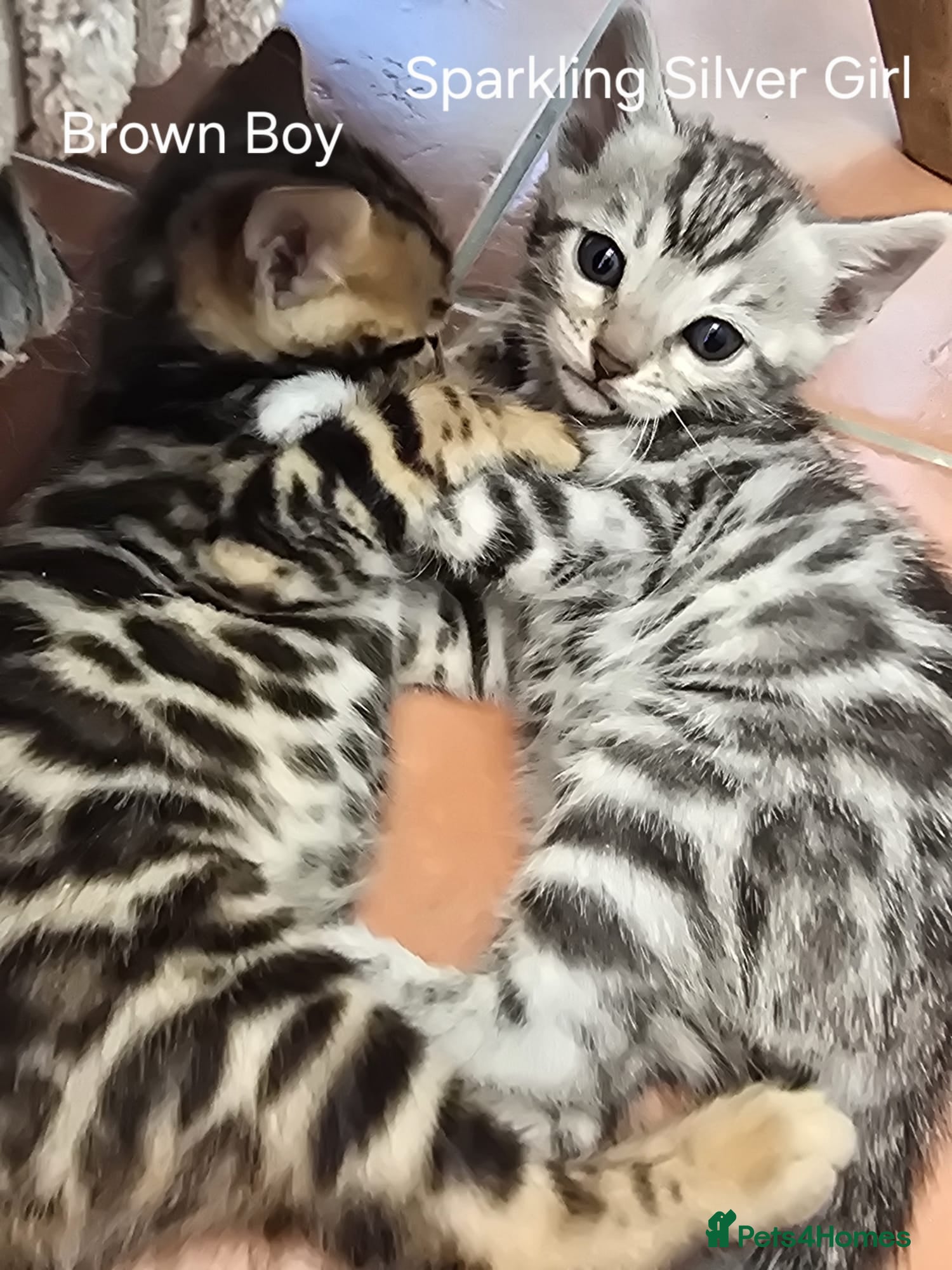 Bengal cats TICA Registered Stunning Bengal Kittens  - Advert 2