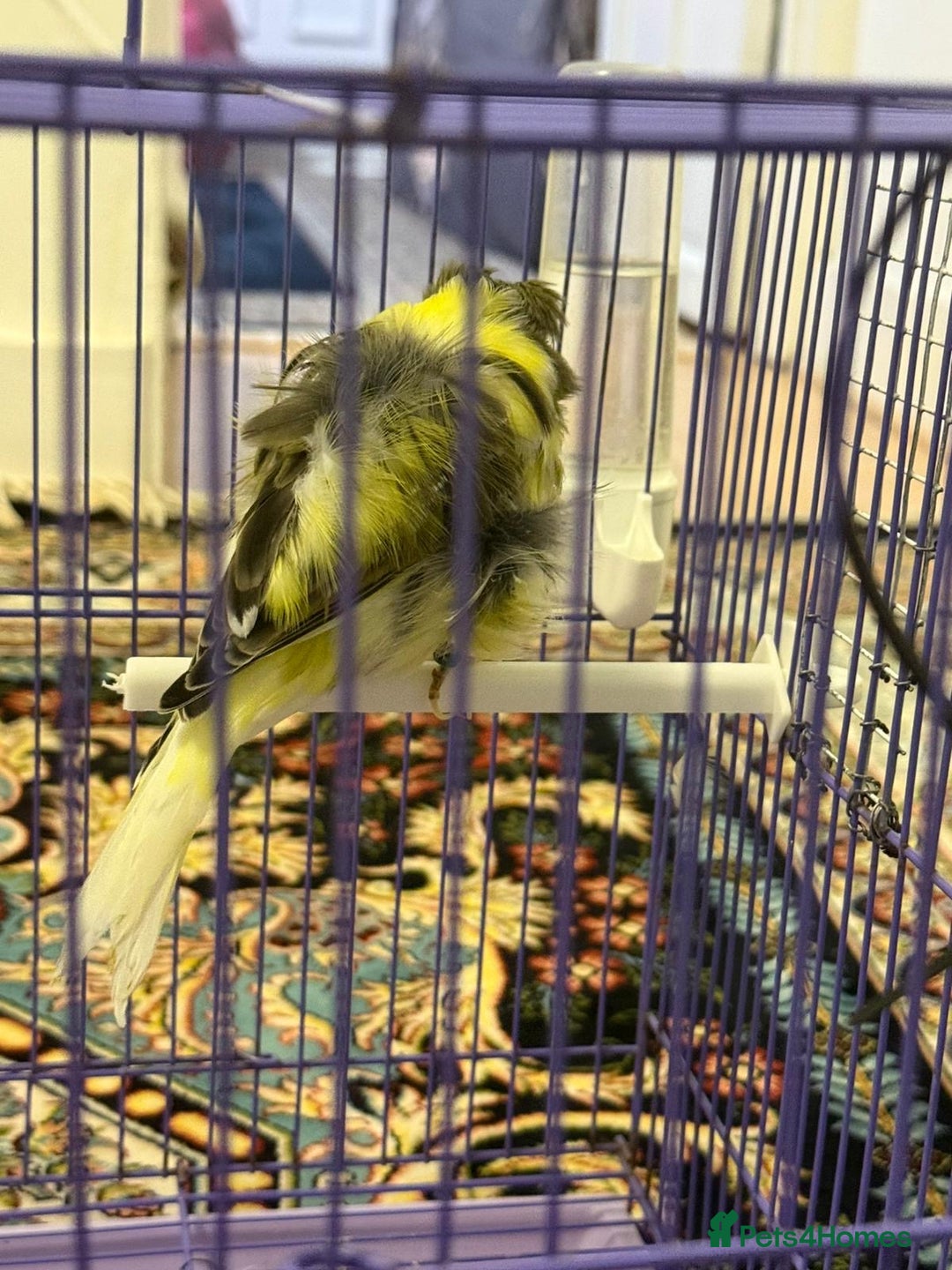 Canaries birds for sale: Persian canary - Image 3