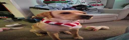 Labrador Retriever dogs for stud: Available for stud. Nearly 2 years old. So placid - Advert 32