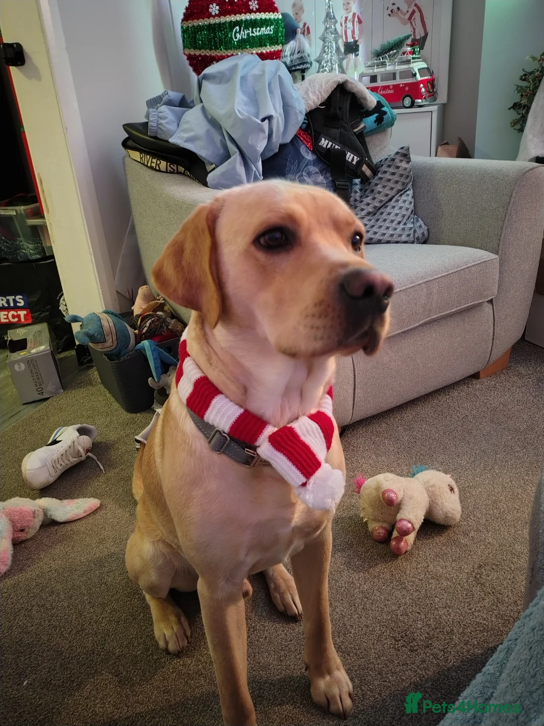 Labrador Retriever dogs for stud: Available for stud. Nearly 2 years old. So placid - Advert 32