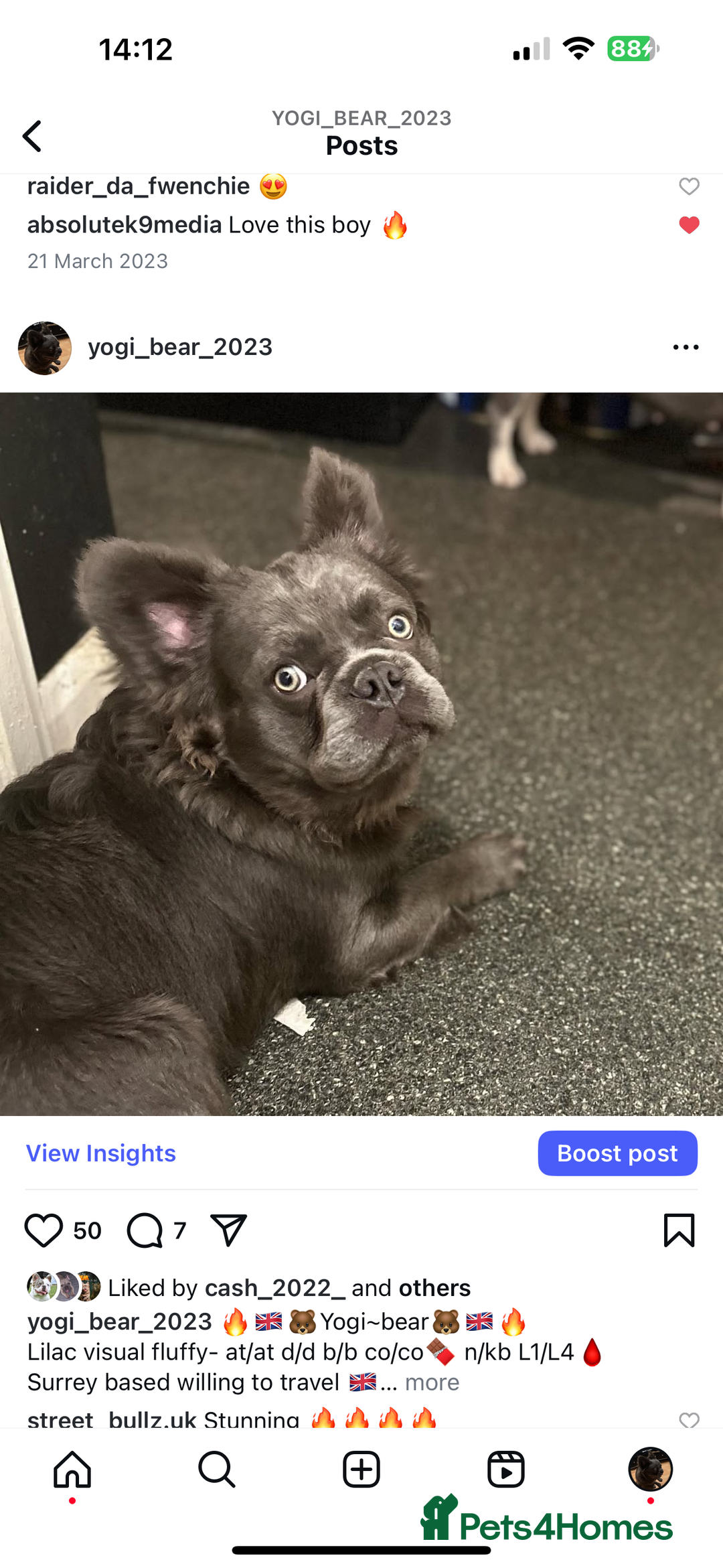 French Bulldog dogs for sale: Beautiful full fluffy French bulldog  - Advert 5