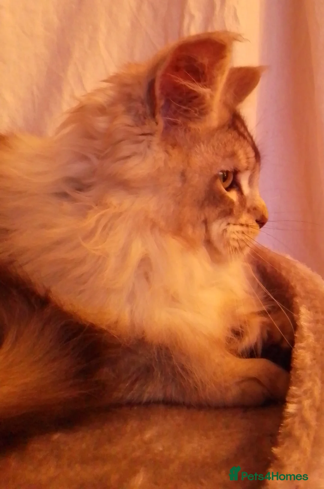 Maine Coon cats for sale: POLYDACTYL large TICA boy - collect S.WALES/SURREY - Advert 26