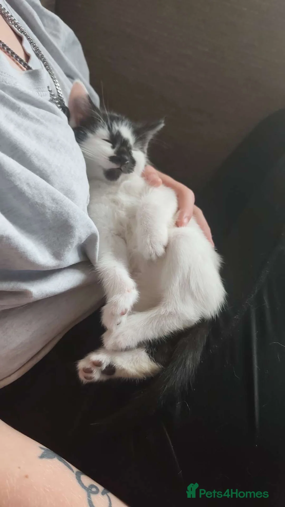 Mixed Breed cats for sale: Male kitten  - Advert 2