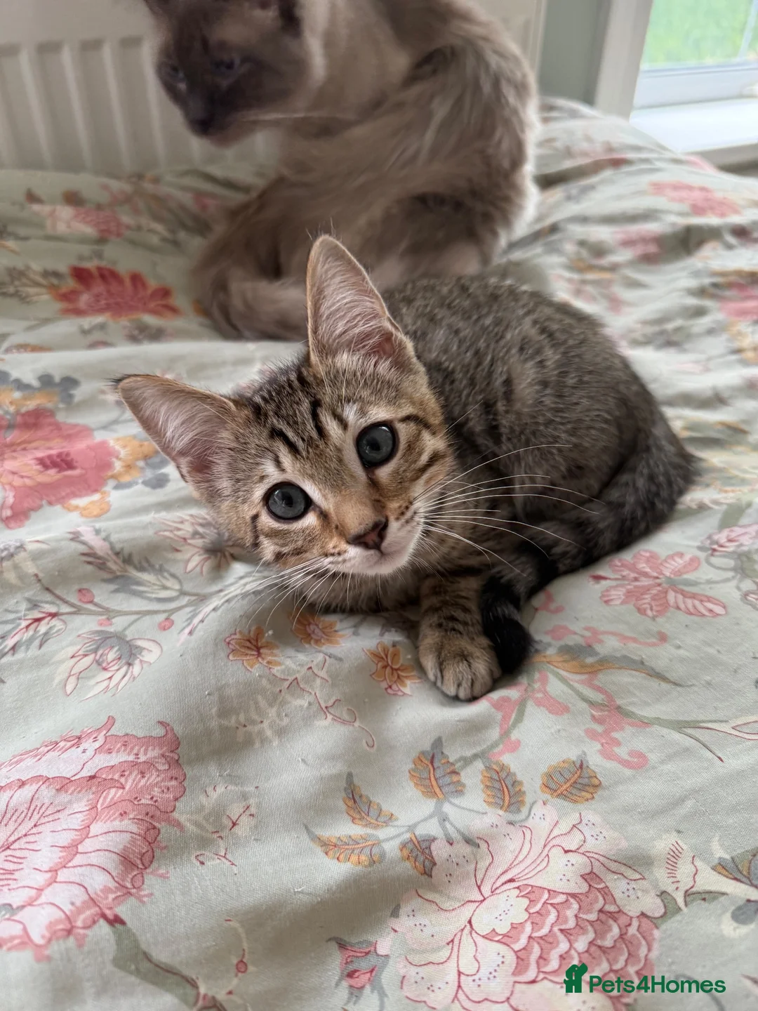 Mixed Breed cats for sale: 1 boy kitten  - Advert 2