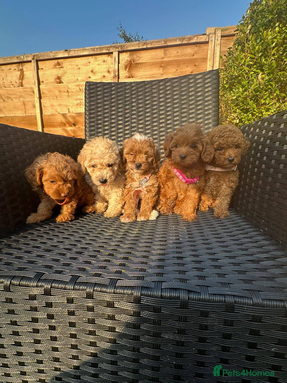 Maltipoo dogs Gorgeous extra mini Asian maltipoo puppy  - Advert 10