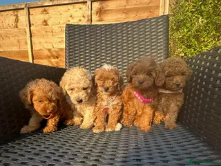 Maltipoo dogs Gorgeous extra mini Asian maltipoo puppy - Advert 10