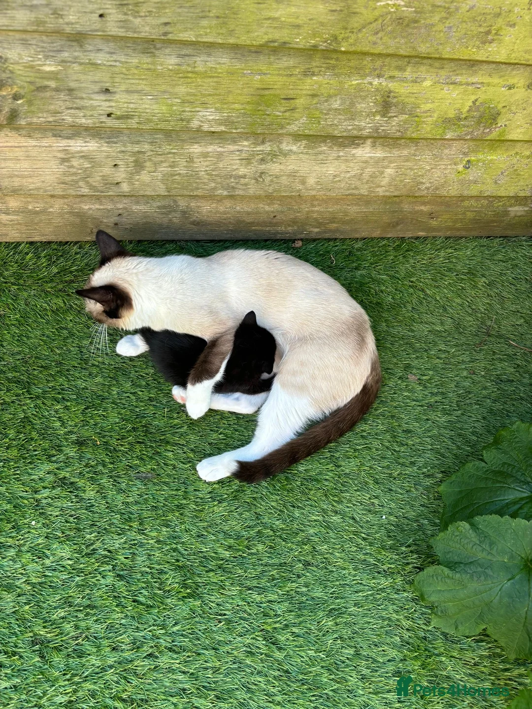 Mixed Breed cats for sale: Siamese snowshoe mixed kittens  - Advert 7