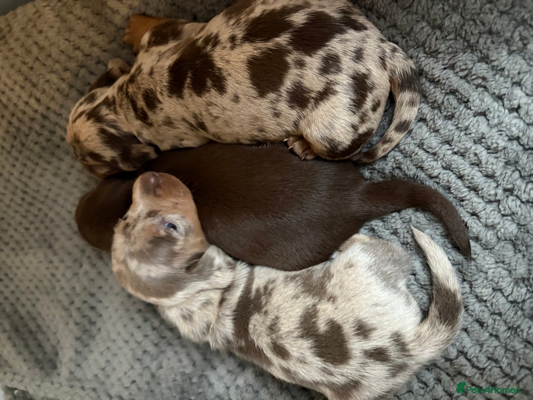 Miniature Dachshund dogs for sale: Adorable Miniature dachshund Babies - Advert 12