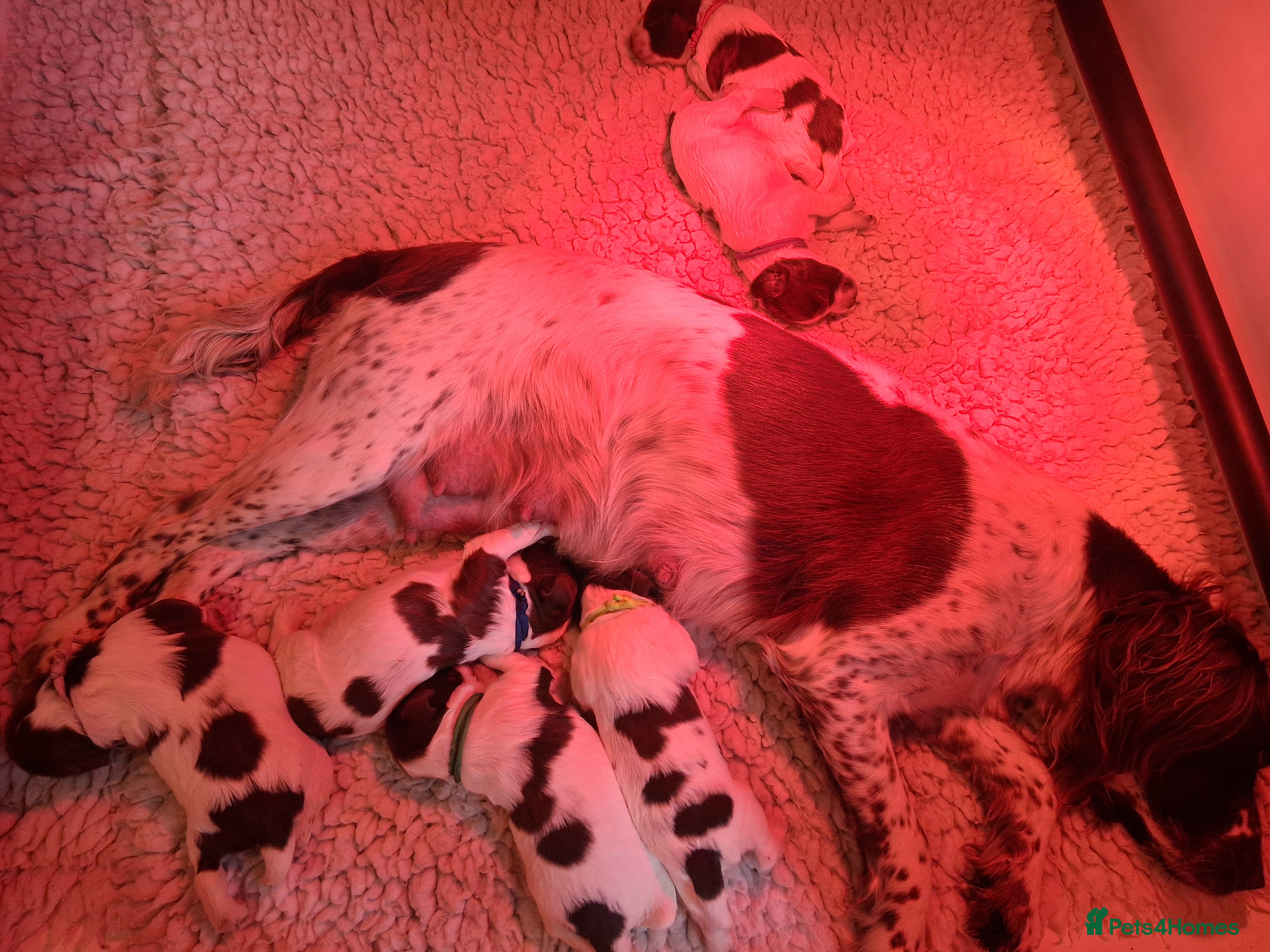 English Springer Spaniel dogs KC reg, Working Springer spaniel puppies - Advert 7