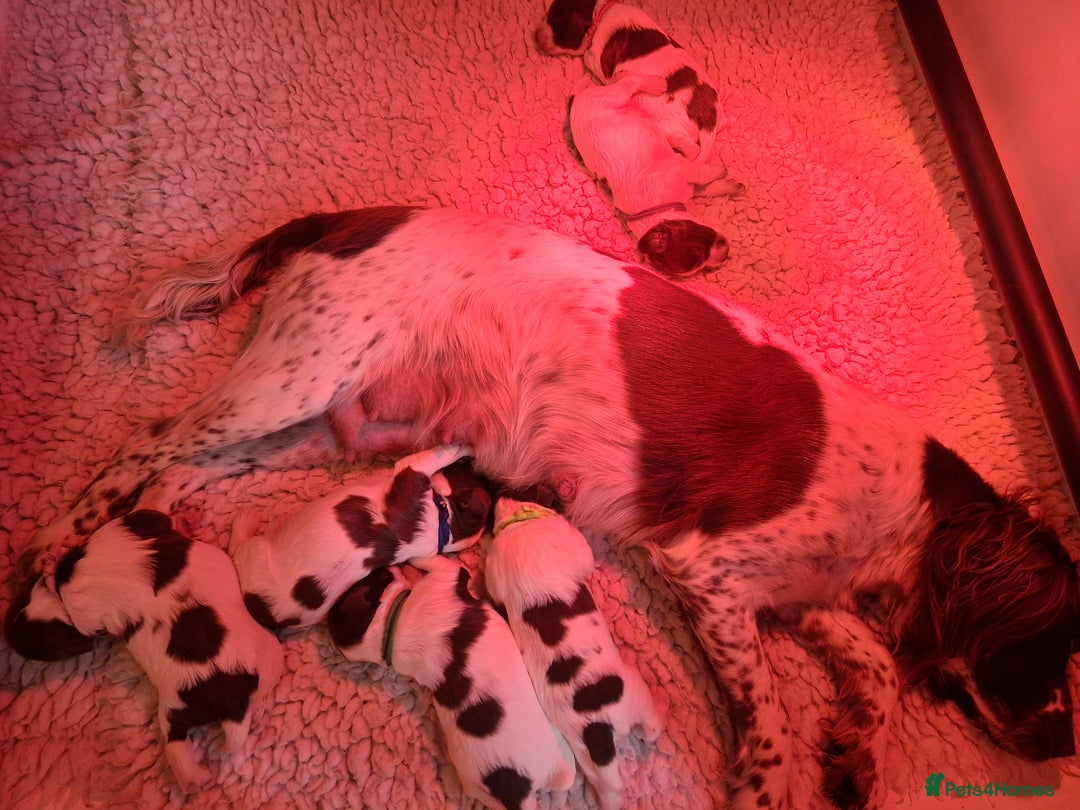 English Springer Spaniel dogs for sale: KC reg, Working Springer spaniel puppies - Advert 1