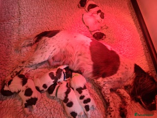 English Springer Spaniel dogs - Advert 3